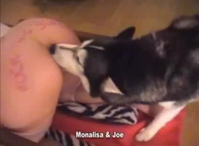 Video :Dog sniffing the ass of slut before dog anal sex