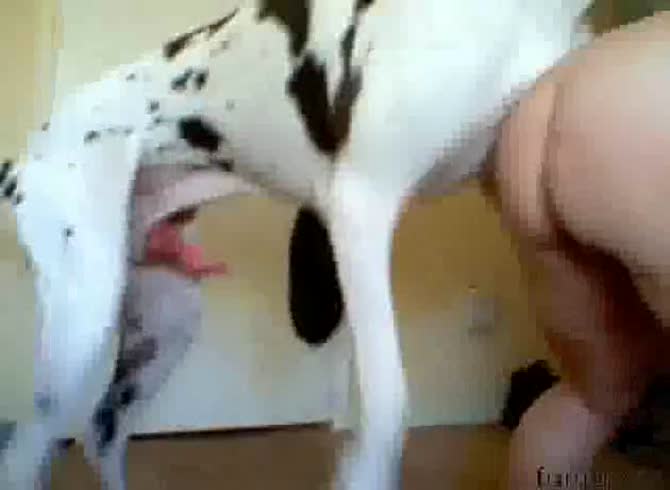 Video :Hot animal sex video of a dog hard fucking a big ass whore