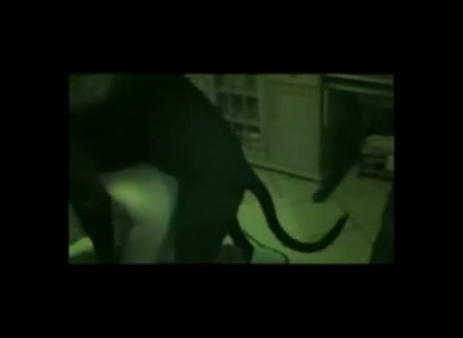Video :Gay animal sex video with dog and have anal sex