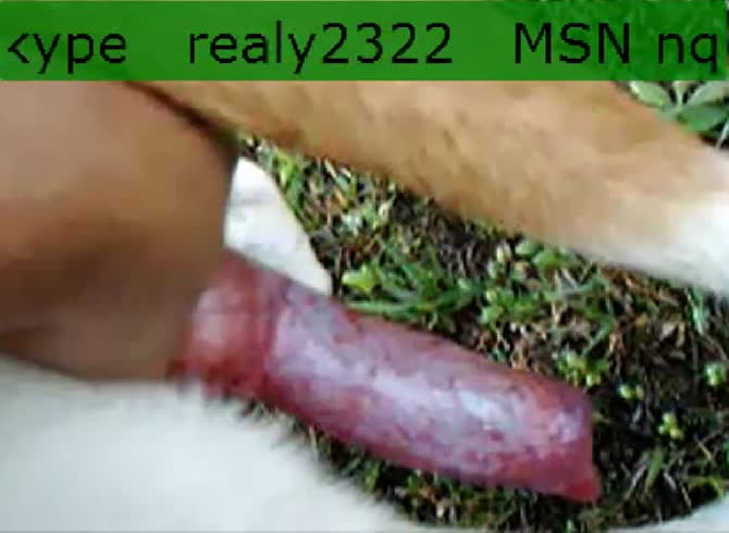 Video :Zoofilia porno of dog dick getting played on