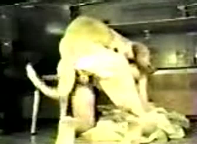 Video :Amateur dog porno with a nasty bitch