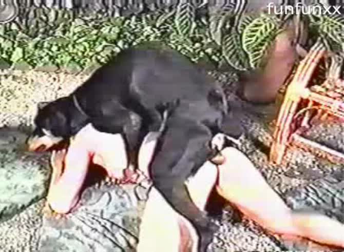 Video :Animal sex fun of black dog hard fucking a nasty bitch