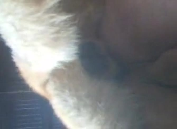 Video :Hot dog sex with a fat whore's pussy getting banged