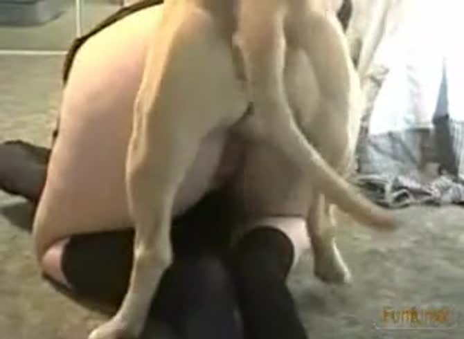 Video: Dog hard fucking the anus of a sexy big ass babe
