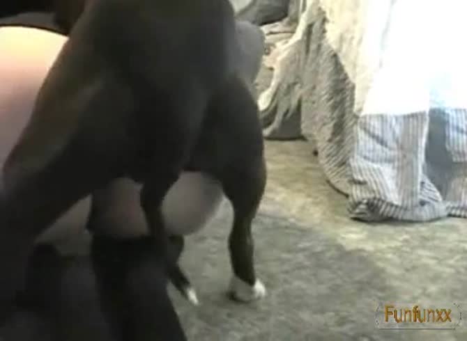 Video :Beastie gal got banged in doggystyle position