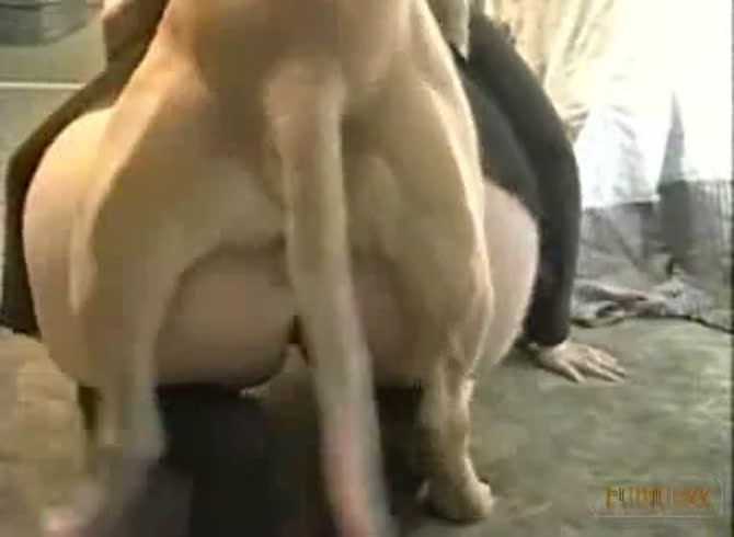 Video :Homemade beastiality porn video of big ass white chick and dog
