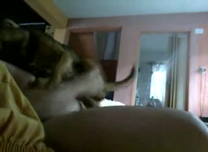 Video :Curvy curly babe got fucked in the pussy in dog porno