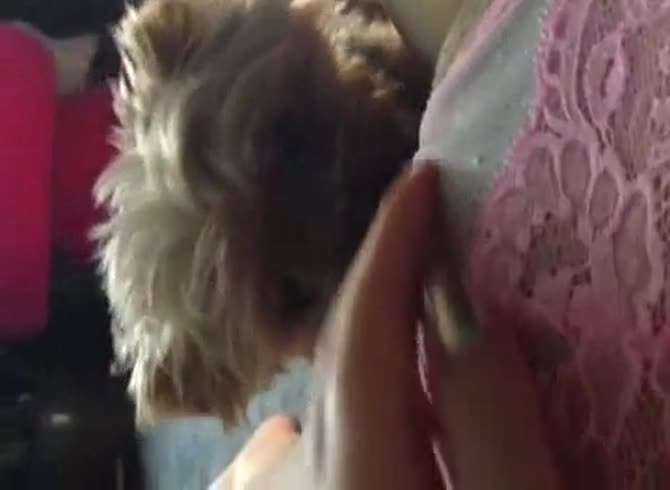 Video :Shih-tzu dog pet porn with slut getting pussy eaten
