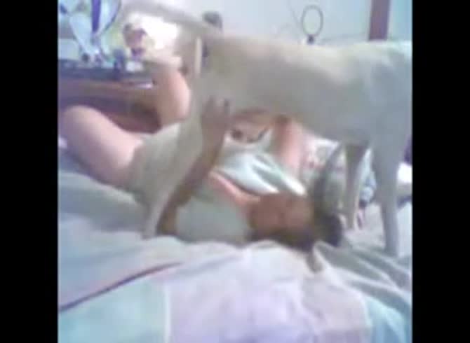 Video :Dog got on top of busty girl to fuck her zoopussy