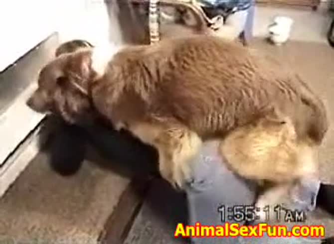 Video :Brown dog smashing and banging a beastie gal's pussy