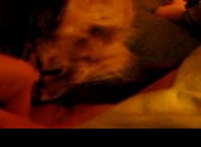 Video :Pet porn of cat licking a girl's wet pussy