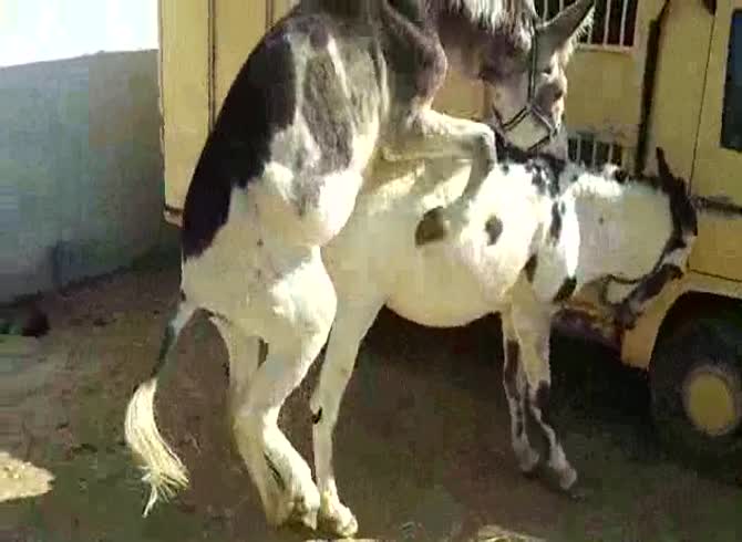 Video :Farm sex with horses banging and fucking in animal sex video