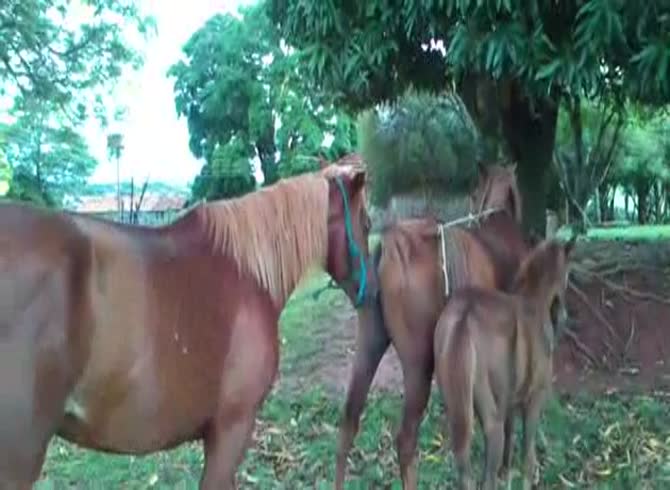 Video :Horses in the farm getting filmed with their big horse dicks