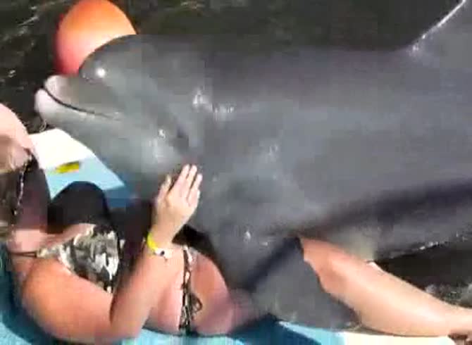 Video :Dolphin porn with kinky bitch enjoying animal pounding her