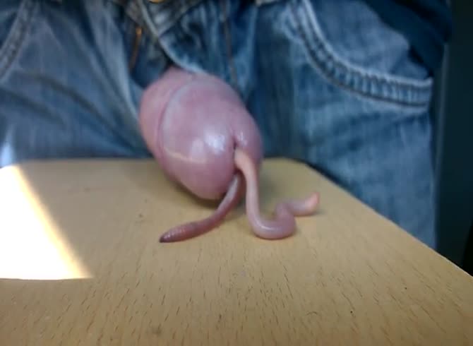 Video :Big long dick loves getting tickled by a long dirty worm 